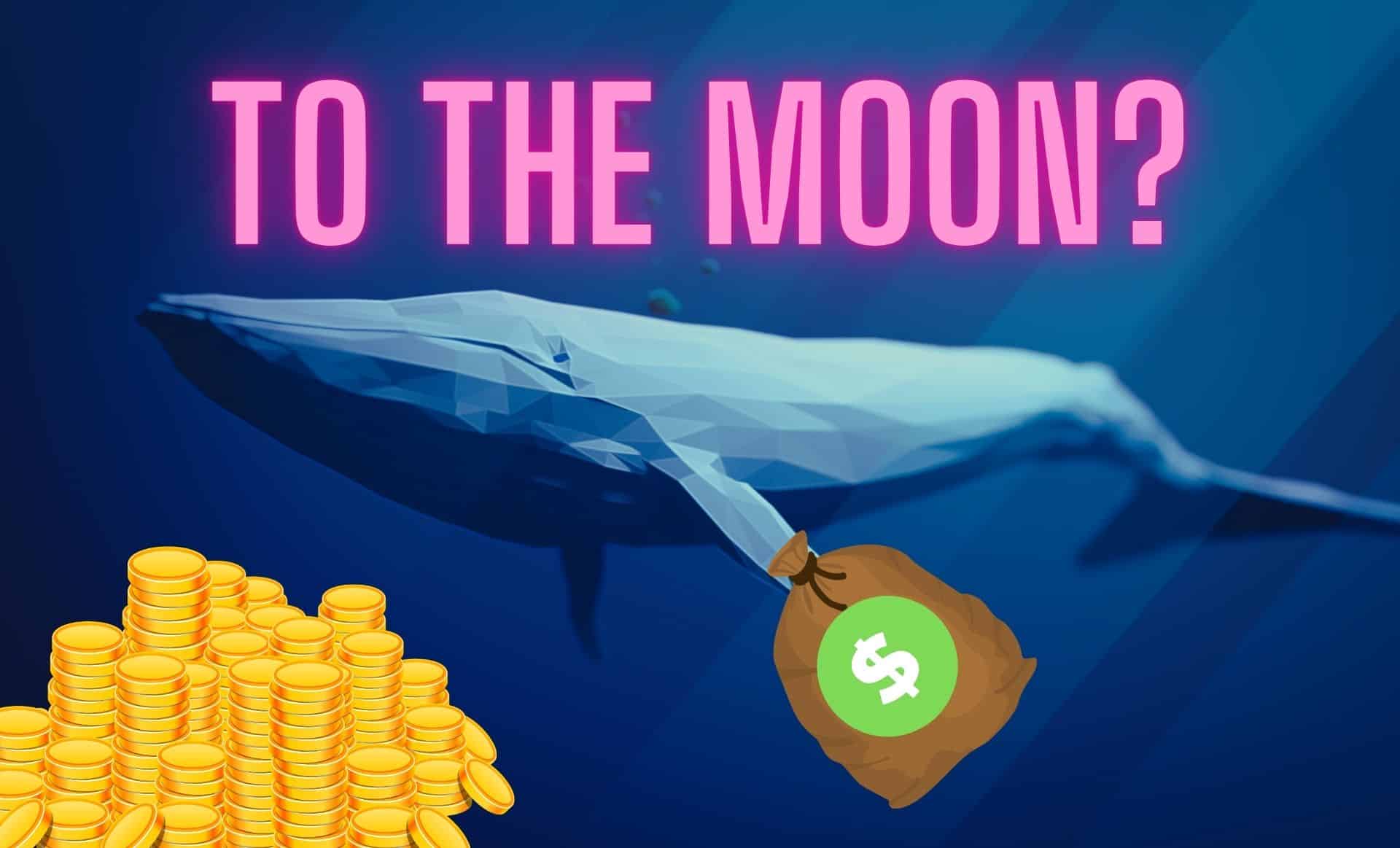 Wieloryby kupiły blisko miliard sztuk tego tokena! To nie jedyny faworyt dużych posiadaczy