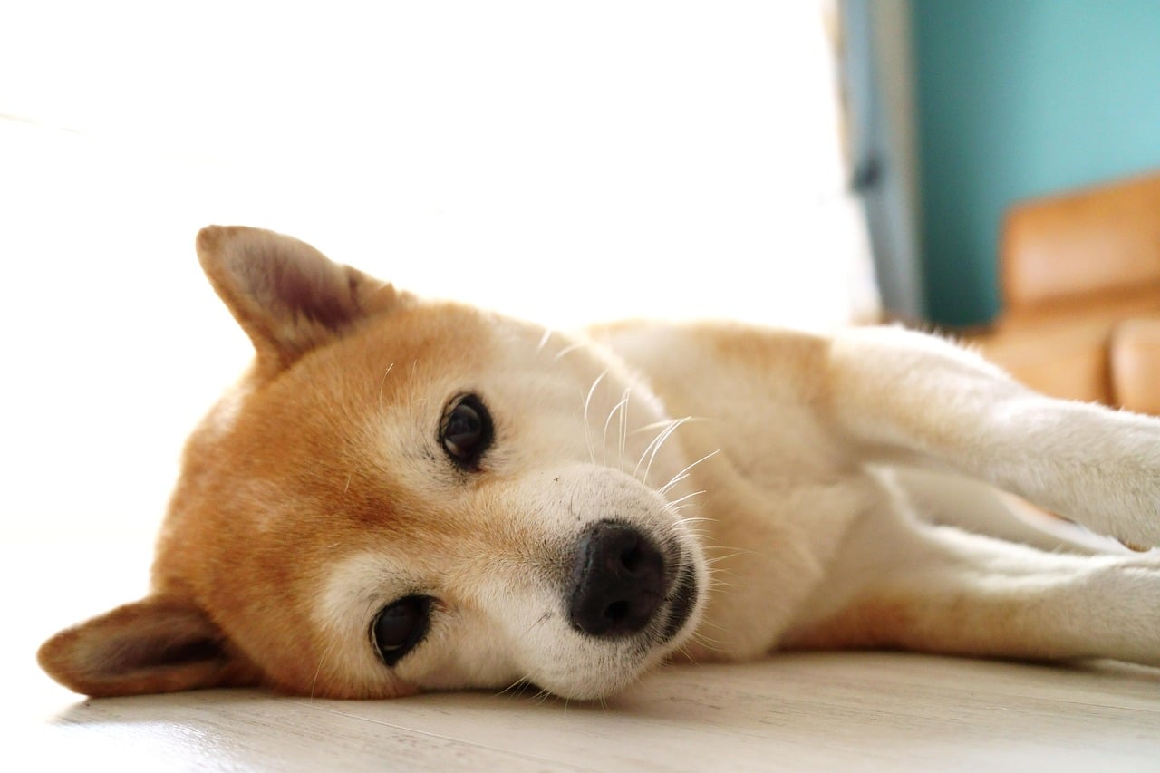 Ile może kosztować Shiba Inu, jeżeli Bitcoin osiągnie 100 000 dolarów? Eksperci są zgodni!