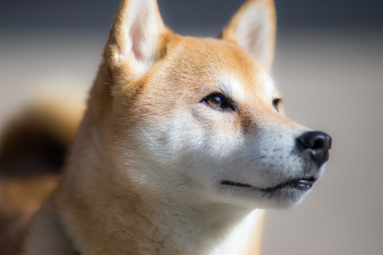 Shiba Inu ma spore problemy! Spadek kursu o 30% to dopiero początek?
