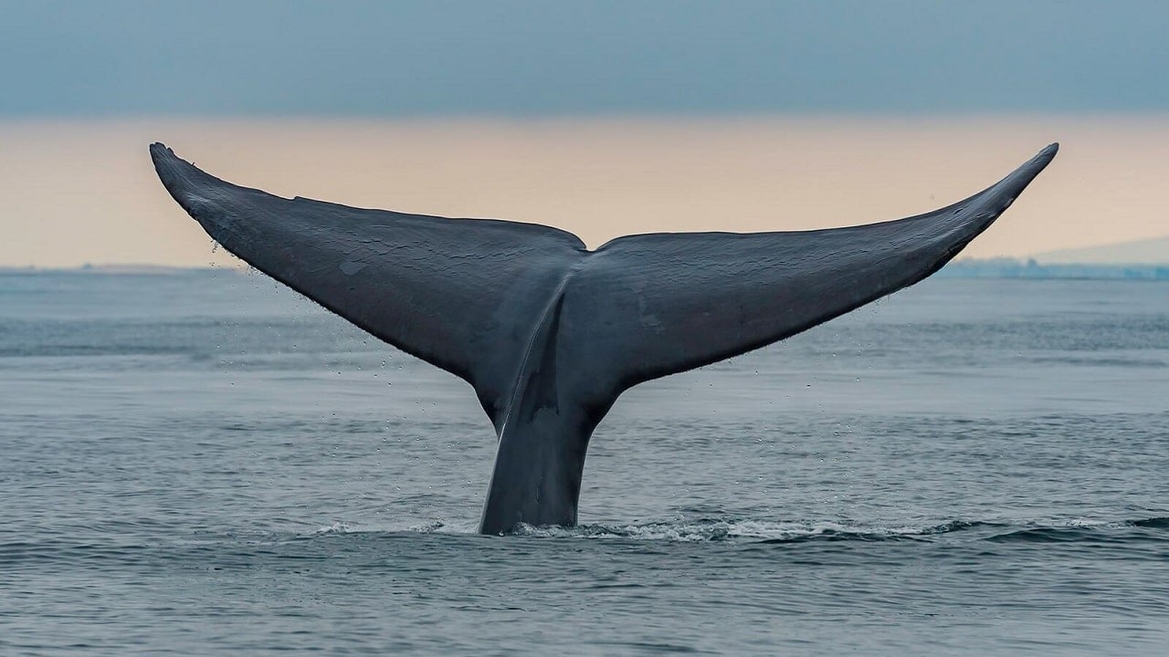 Wieloryby Bitcoina mają najmniej BTC od 2018 roku. 'Sygnał bessy’. Wchłonęły je fundusze ETF?