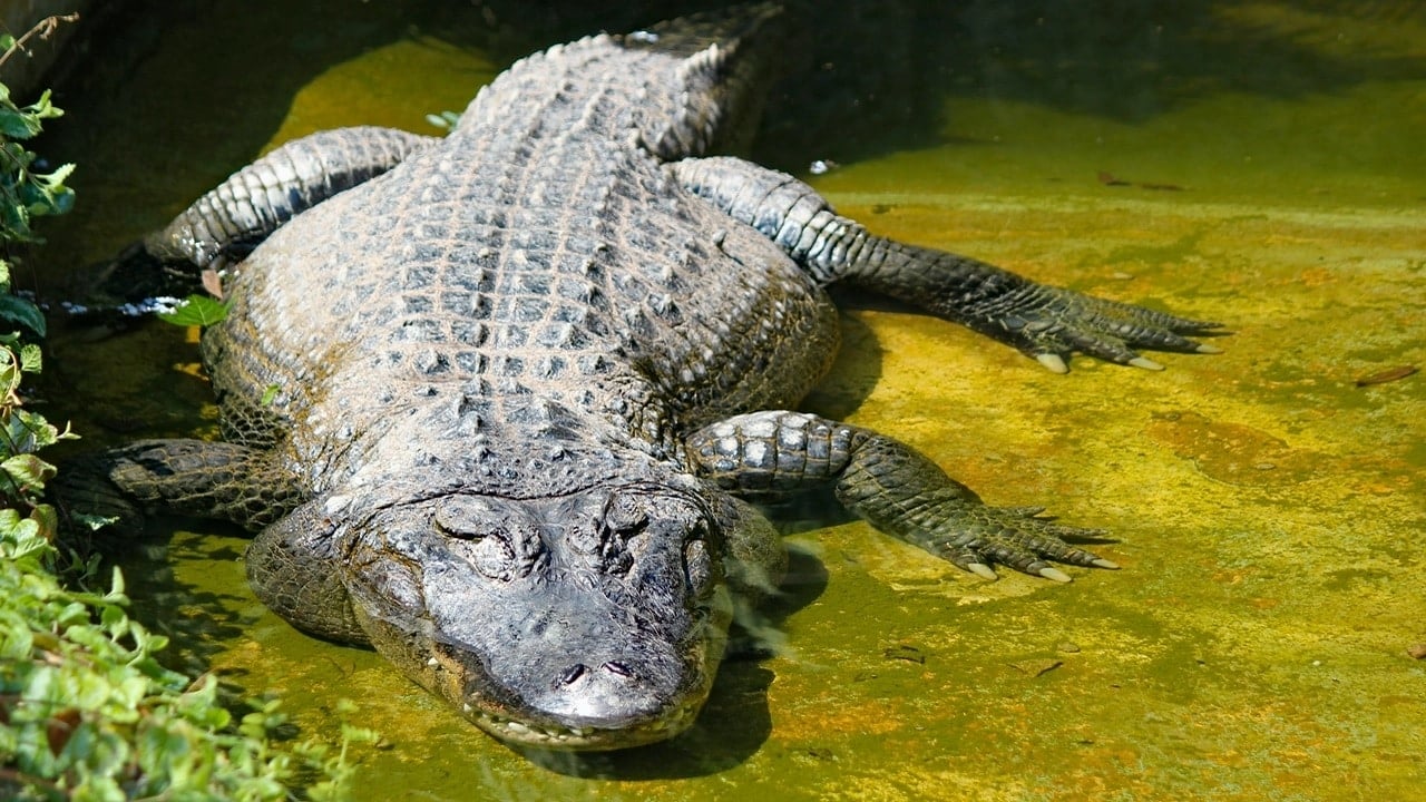 „Alligator Alcatraz”. Stara nieruchomość w najgorszej możliwej lokalizacji — na wagę złota