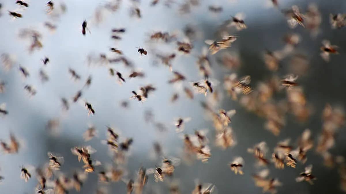 Miliardy much z rządowych laboratoriów na pograniczu Meksyku z USA. Celowy program