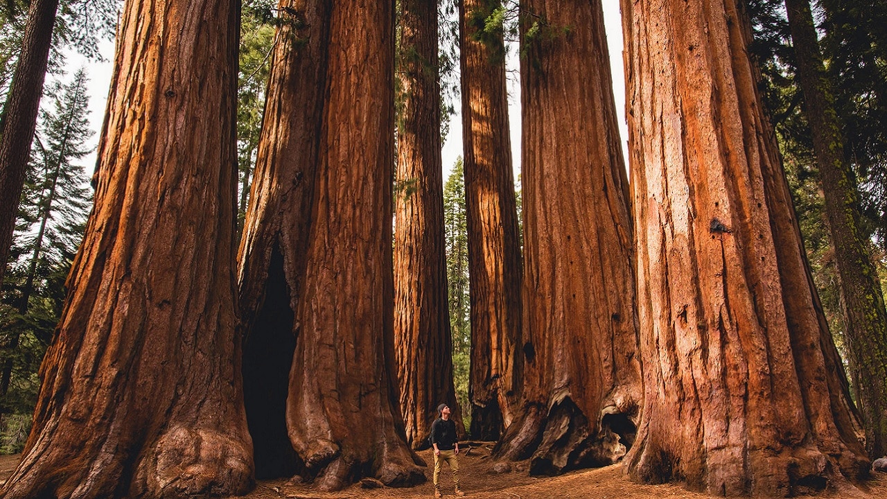 Marihuana z parku narodowego. Wielka operacja służb w cieniu najwyższych drzew świata