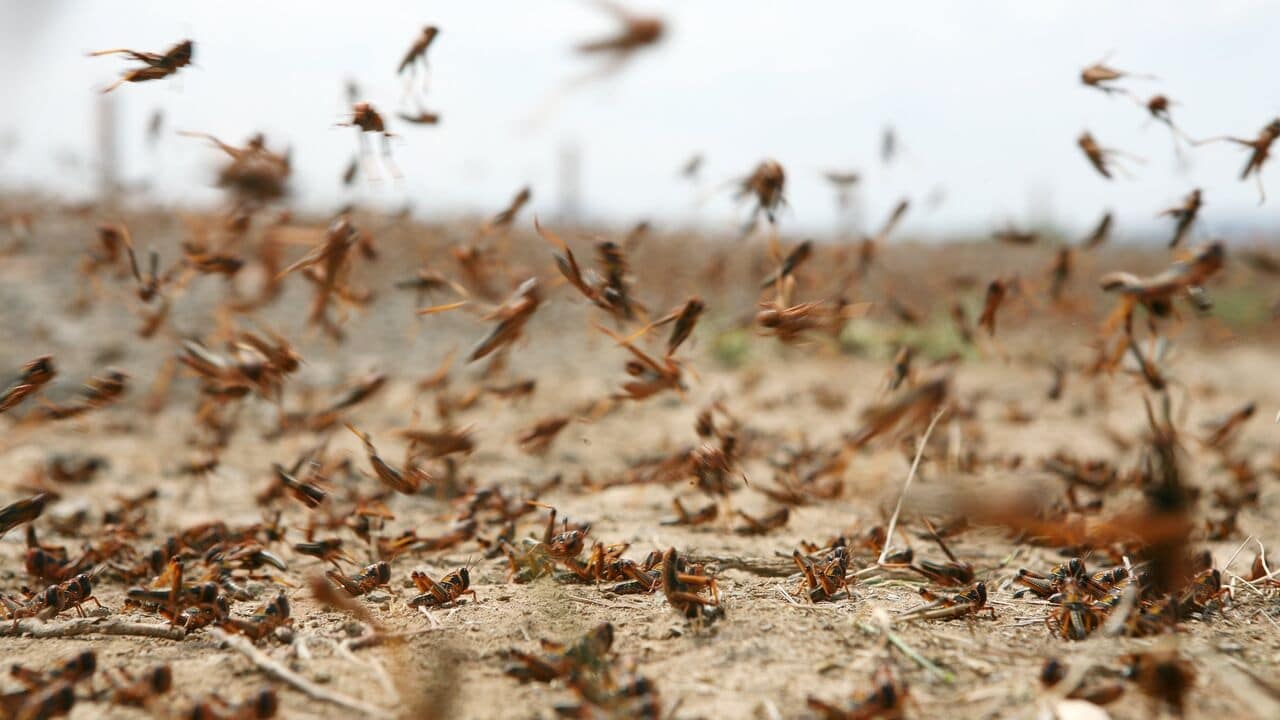 Chrząszcze w pieluchach. Plaga zrujnuje rolnictwo, sektor zbożowy?