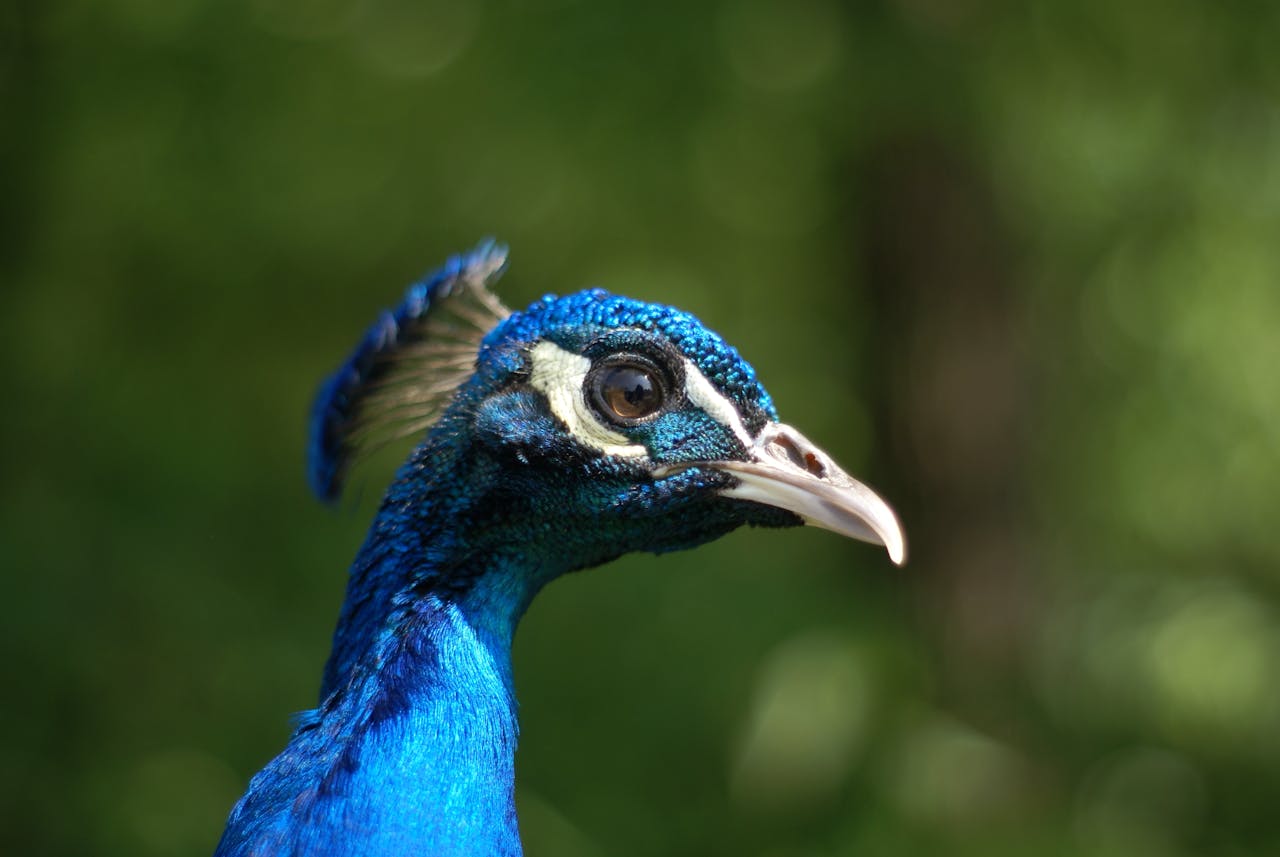 Zoo we Wrocławiu – wszystko, co musisz wiedzieć przed pierwszą wizytą