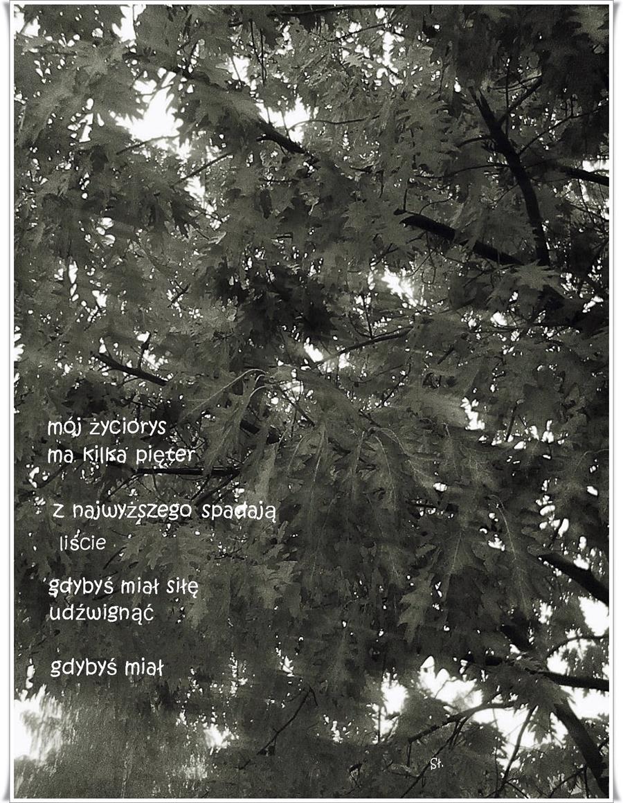 Tychy: Zmarła Sława Sibiga, poetka, pisarka i malarka, miłośniczka japońskiej kultury