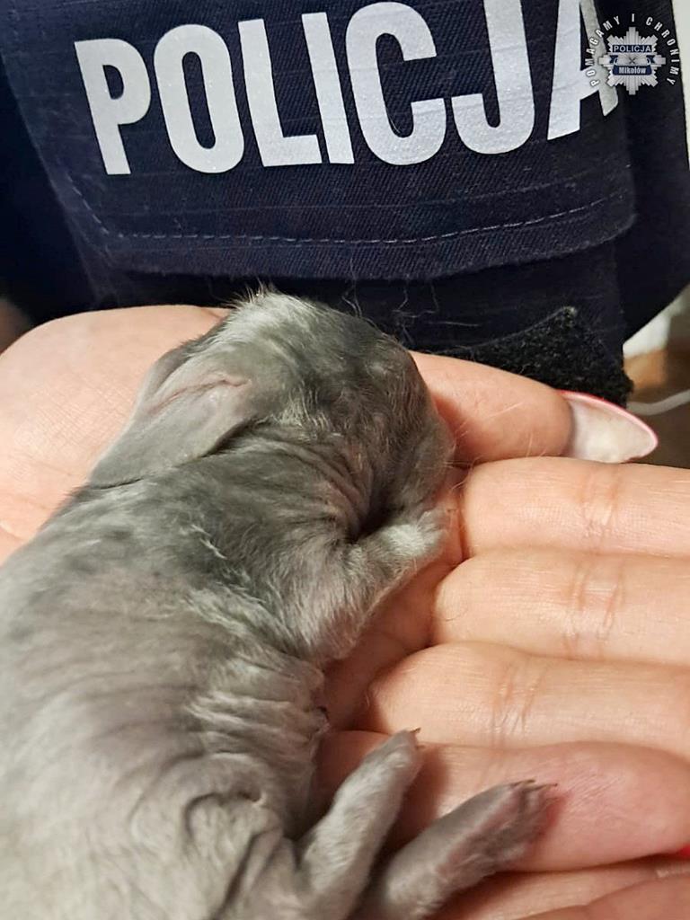 [FILM] Policjanci uratowali małe króliki porzucone w śmietniku