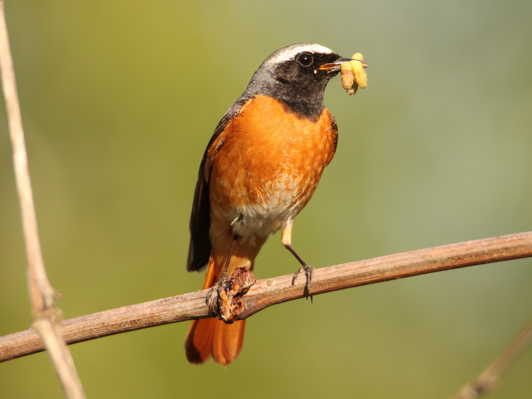 Moja sąsiadka pleszka i wiosna, której odejścia żal