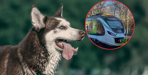 Pies uwięziony na torach. Umorzone postępowanie przez „brak danych”