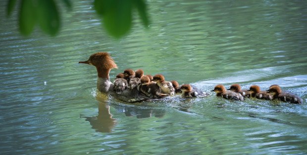 Zarząd Zieleni wybuduje park dla nurogęsi. Gdzie powstanie? [SPRAWDŹ]