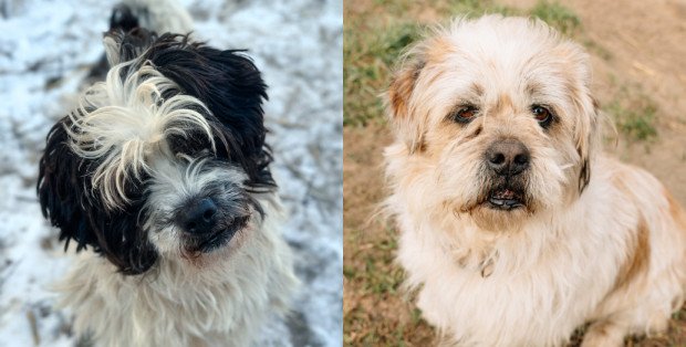 Crunchy i Kokos szukają domów. Kącik adopcyjny w „Na psa urok”