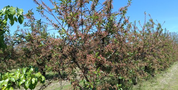 Przymrozki na Mazowszu. Gminy powołują komisje, rolnicy czekają na pomoc