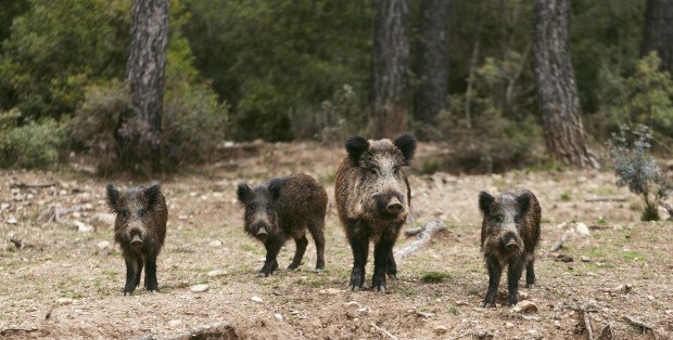 Nowe wytyczne odłowu dzików. „My możemy tylko uważać”