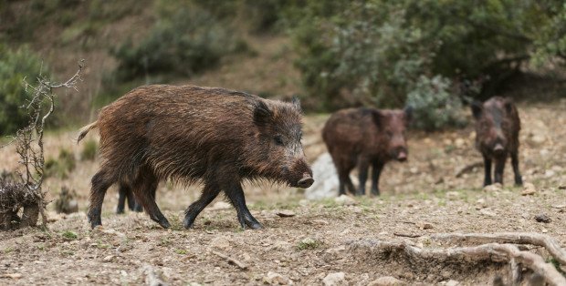 Ataki dzików na ludzi i problemy z odłowami. „Mamy związane ręce”