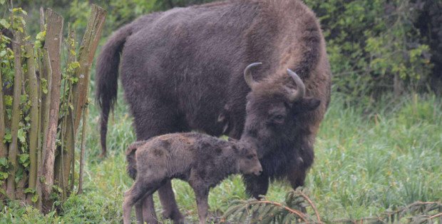 Jedyne stado żubrów na Mazowszu niedługo może się podwoić [ZOBACZ]