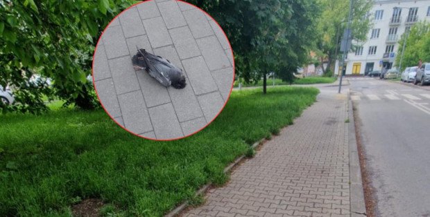 Plaga martwych zwierząt na Pradze-Północ. Radny dzielnicy: To może być trutka