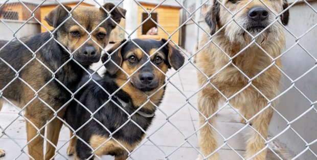 Remont schroniska w Radomiu. Kto przygarnie psy? Jest apel