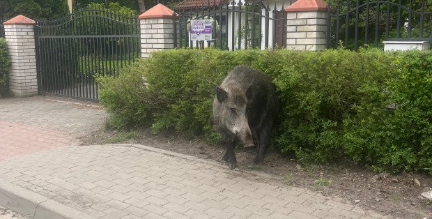 Coraz więcej dzików w Otwocku. Jest petycja w sprawie zmian w prawie