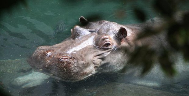 Huczna osiemnastka hipopotama Hugona z warszawskiego ZOO