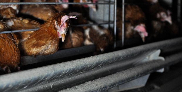 Protest mieszkańców gminy Sterdyń. Mówią „nie” fermie drobiu