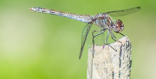 Kompletujemy apteczkę w plener – co spakować?