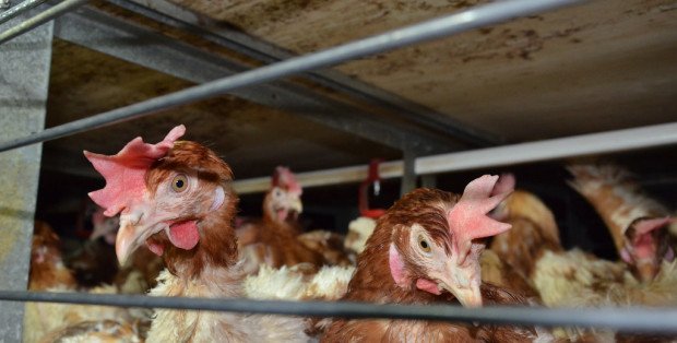 Odbyły się konsultacje ws. budowy fermy drobiu. Mieszkańcy gminy Sterdyń dalej protestują