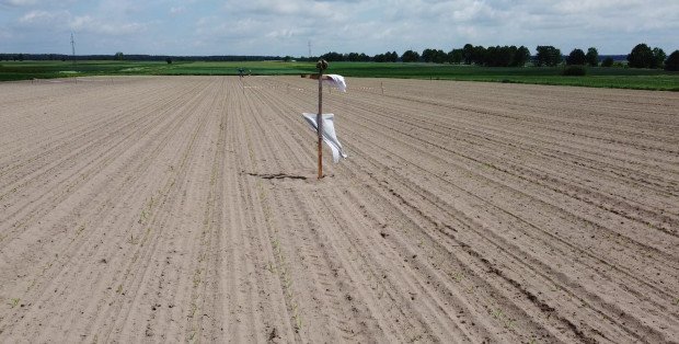W trzy dni zjadły dwa hektary kukurydzy. Żurawie-rabusie grasują na Mazowszu