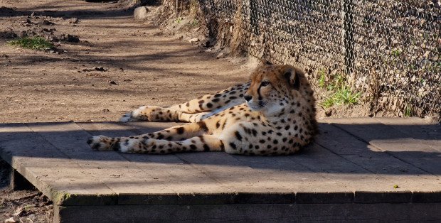 Warszawskie zoo apeluje, by nie latać dronami nad wybiegami zwierząt