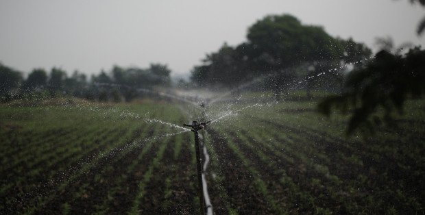 Systemy nawadniania plantacji roślin jagodowych