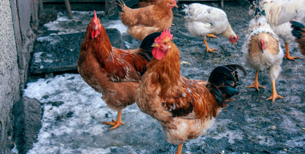 Rzekomy pomór drobiu koło Żuromina. Zlikwidowano ponad 1,3 mln kur