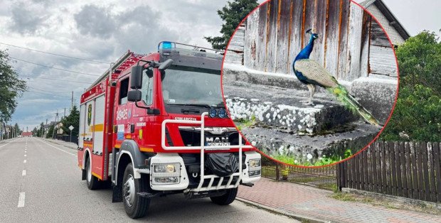 Trzech na pawia w Baranowie. Nietypowa akcja strażaków k. Ostrołęki