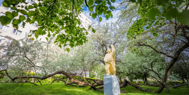 Plebiscyt na Drzewo Roku. Bierze w nim udział Onufry z warszawskiego Ursusa