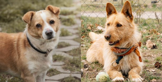 „Na psa urok" w Polskim Radiu RDC. Biszkopt i Piotrek szukają domu