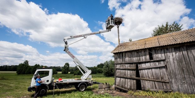 Rusza wielkie obrączkowanie bocianów. Blisko 500 ptaków dostanie swój „PESEL”