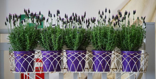 Jaką ziemię wybrać do uprawy roślin? Przewodnik po podłożach uniwersalnych i specjalistycznych