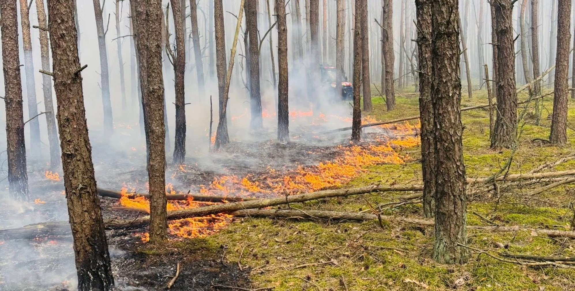 Pożar lasu w Emowie. Na miejscu wciąż 15 zastępów strażaków