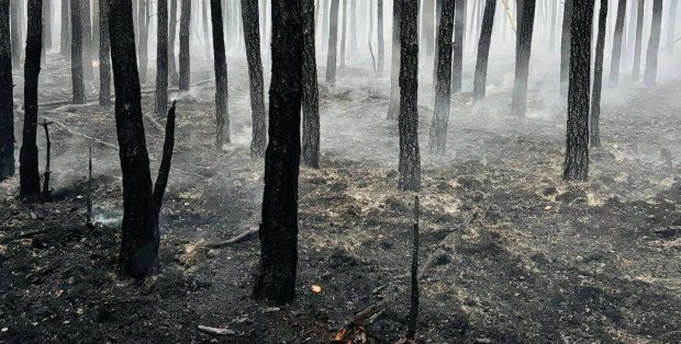 Dwie doby akcji i 45 zastępów strażaków. Las w Emowie ugaszony