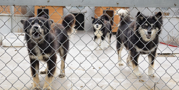 Remont radomskiego schroniska. Czy psiaki znajdą nowy dom?