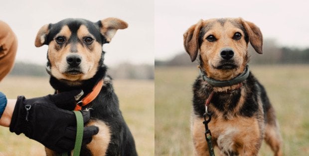 Julcia i Kminek szukają domów. Kącik adopcyjny w „Na psa urok”