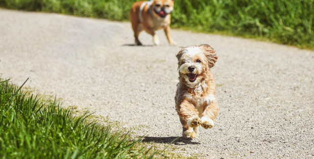 Jak udzielić pierwszej pomocy psu? Niecodzienne szkolenie w Płocku
