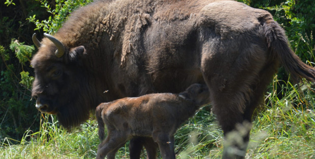 Nowe żubrzątko w zagrodzie w Krajewie k. Mławy. „To wielki sukces”