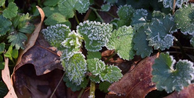 22 tys. gospodarstw na Mazowszu ucierpiało przez przymrozki i grad