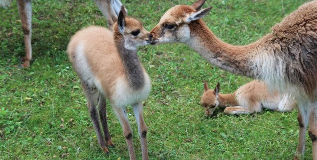 Konkurs na imię dla nowej mieszkanki warszawskiego ZOO