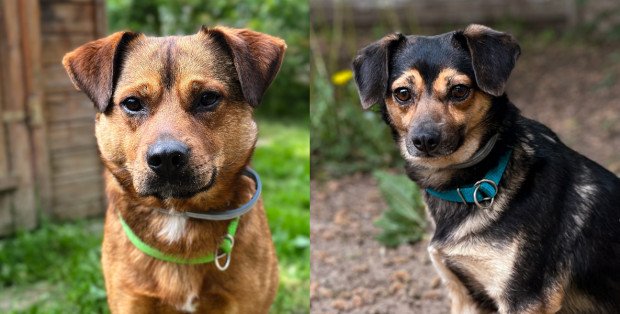 „Na psa urok” w Polskim Radiu RDC. Florka i Ziggy szukają nowego domu