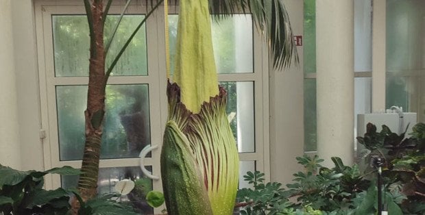 Piękny kwiat o zapachu... gnijącego mięsa. Dziwidło olbrzymie zakwitnie w Ogrodzie Botanicznym UW