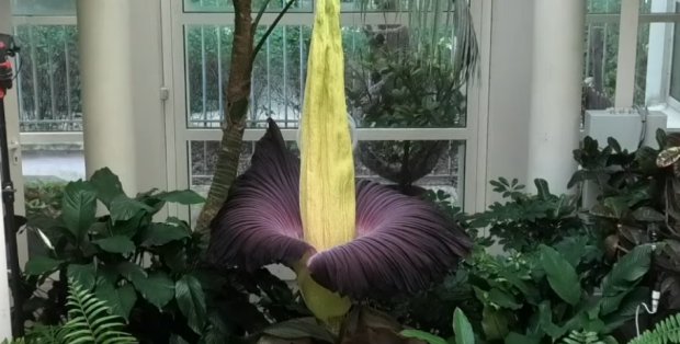 Najbardziej śmierdzący kwiat świata zakwitł w stołecznym ogrodzie