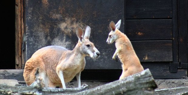 W warszawskim ZOO na świat przyszedł kangur rudy