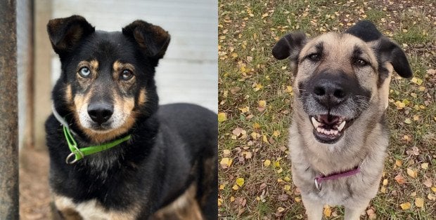 Bronek i Gizmo szukają domu. Kącik adopcyjny w „Na psa urok” Polskiego Radia RDC