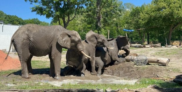 Światowy Dzień Słonia w warszawskim ZOO [PROGRAM]
