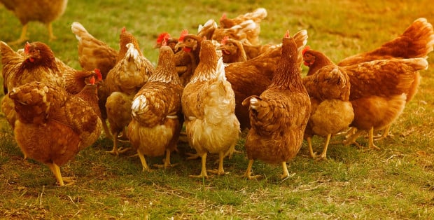 Hodowcy wywołali ptasią grypę w Żurominie? Śledztwo będzie przedłużone